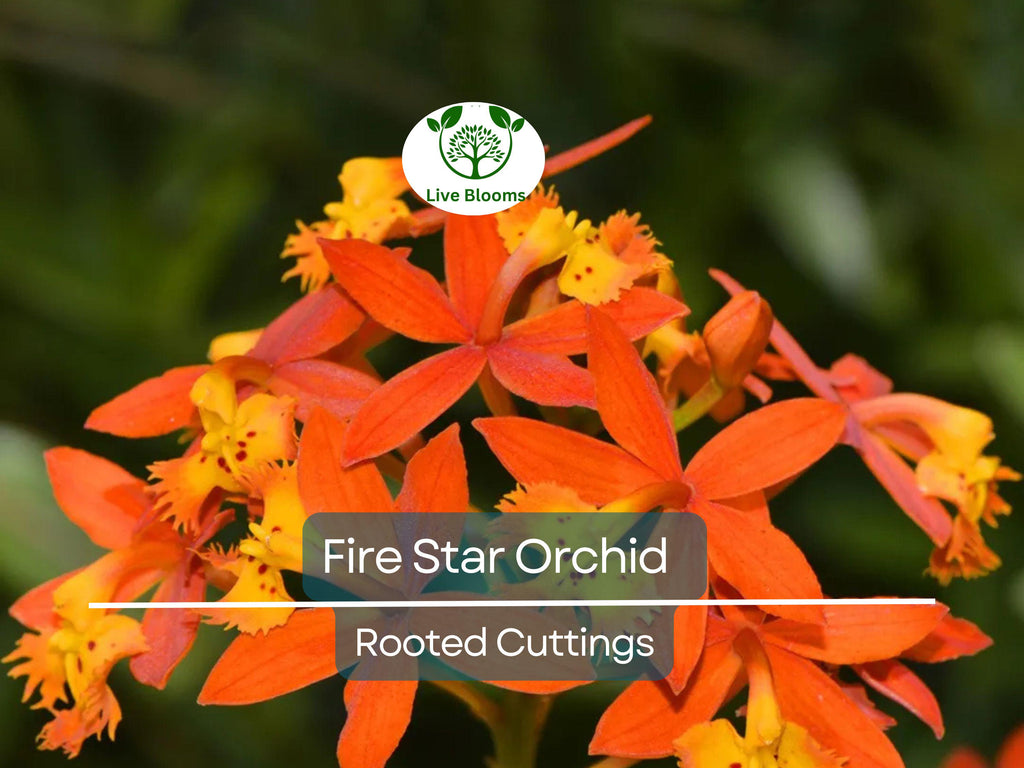 10 Rooted Cuttings Epidendrum Radicans - Ground Orchid, Fire Star Orchid - Live Plants for Sale