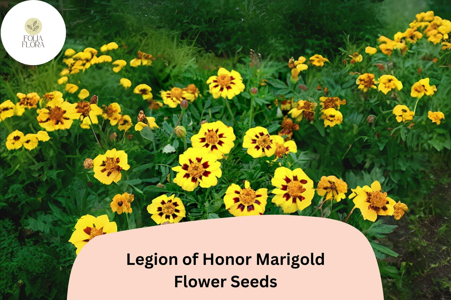 25+ Legion of Honor Marigold Seeds | Tagetes patula | French Marigold | Compact Yellow & Red Blooms for Garden Planting