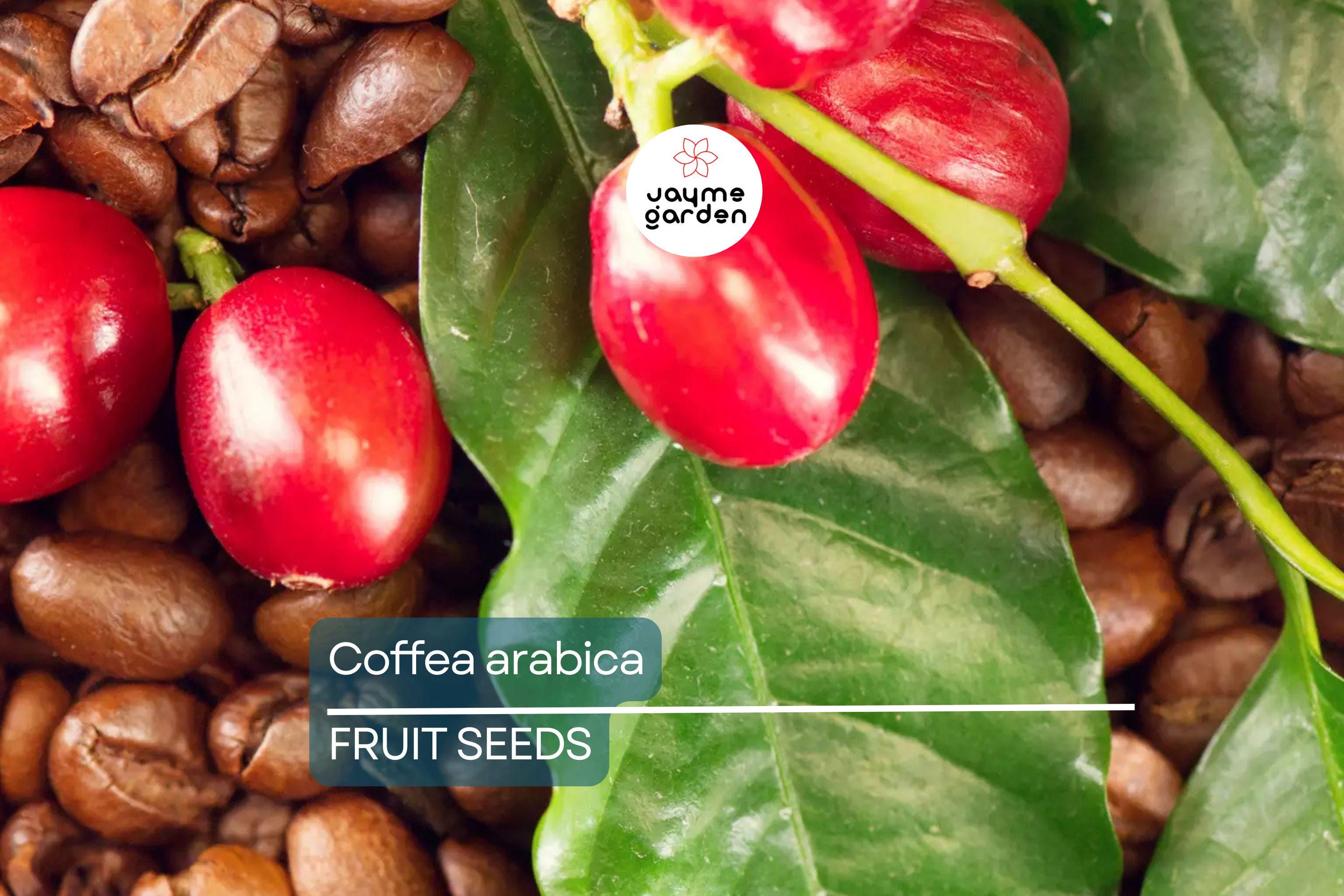 10 Coffea Arabica Seeds – Exotic Coffee Plant Tree, Rare Indoor Tropical Houseplant, Arabian Coffee