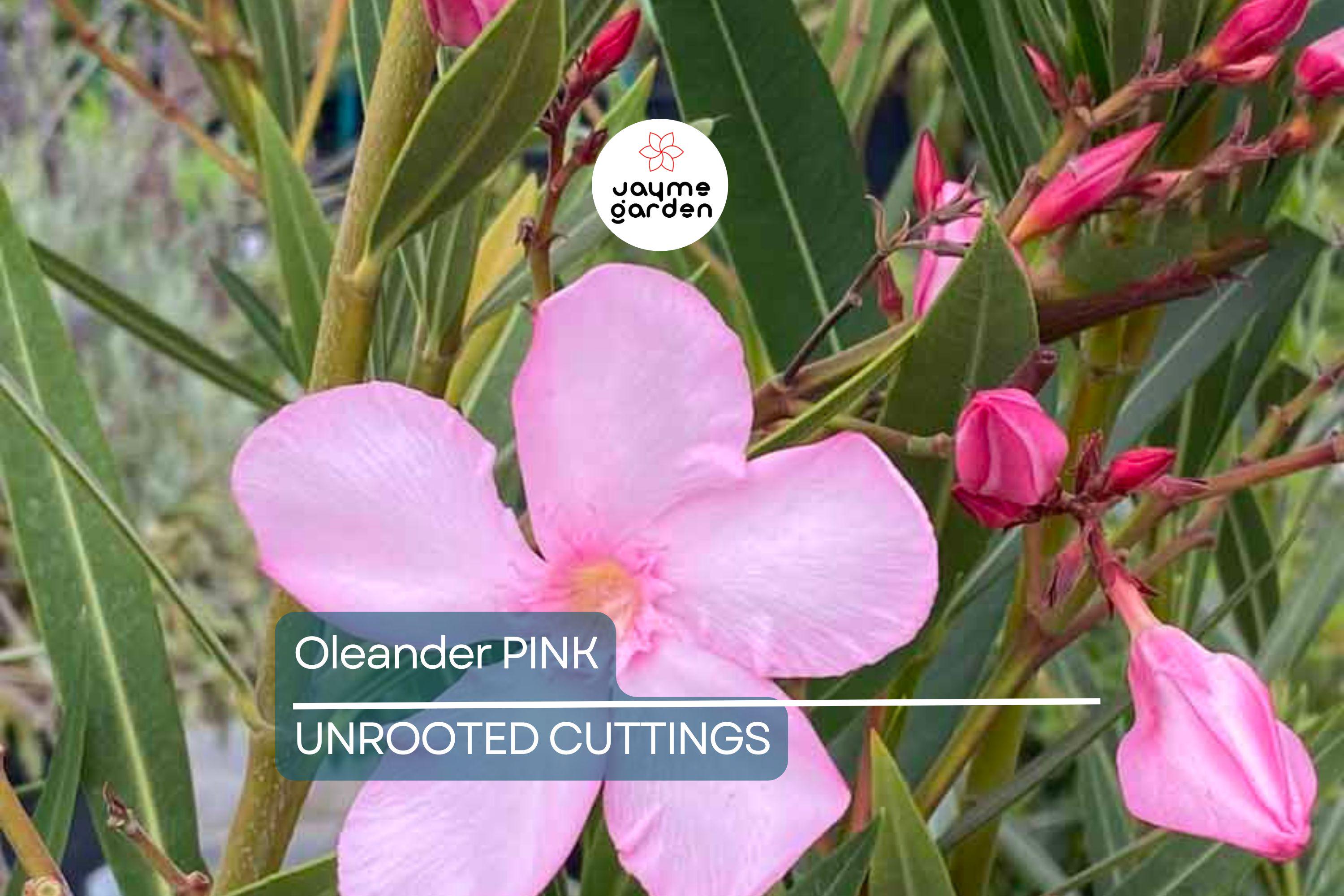 7 Oleander Pink Live Flower Cuttings | 7" Long | Fresh & Healthy | Easy to Root | Ready for Propagation | Organic Plant Cuttings
