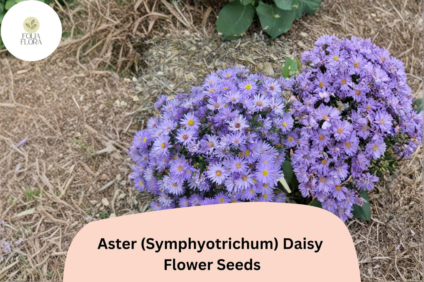 200+ Aster Daisy (Symphyotrichum novae-angliae) Seeds | Hardy Perennial Garden Flowers for Pollinators & Borders