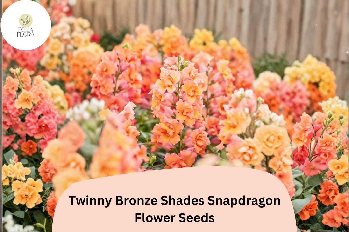 1000+ Twinny Bronze Shades Snapdragon Seeds | Antirrhinum majus | Double Bloom Mix in Bronze & Peach Tones