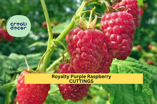 5 Royalty Purple Raspberry Cuttings (10") – Sweet Summer Fruit for Garden Planting, Hardy Berry Bush Variety – Easy to Grow – USA
