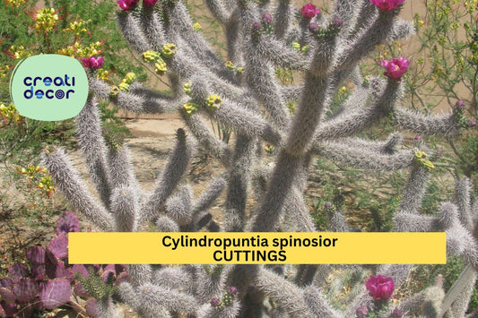 Cylindropuntia spinosior Cutting | Cane Cholla Cactus Segment | Cold Hardy Desert Plant | 1 Live Unrooted Cactus Starter