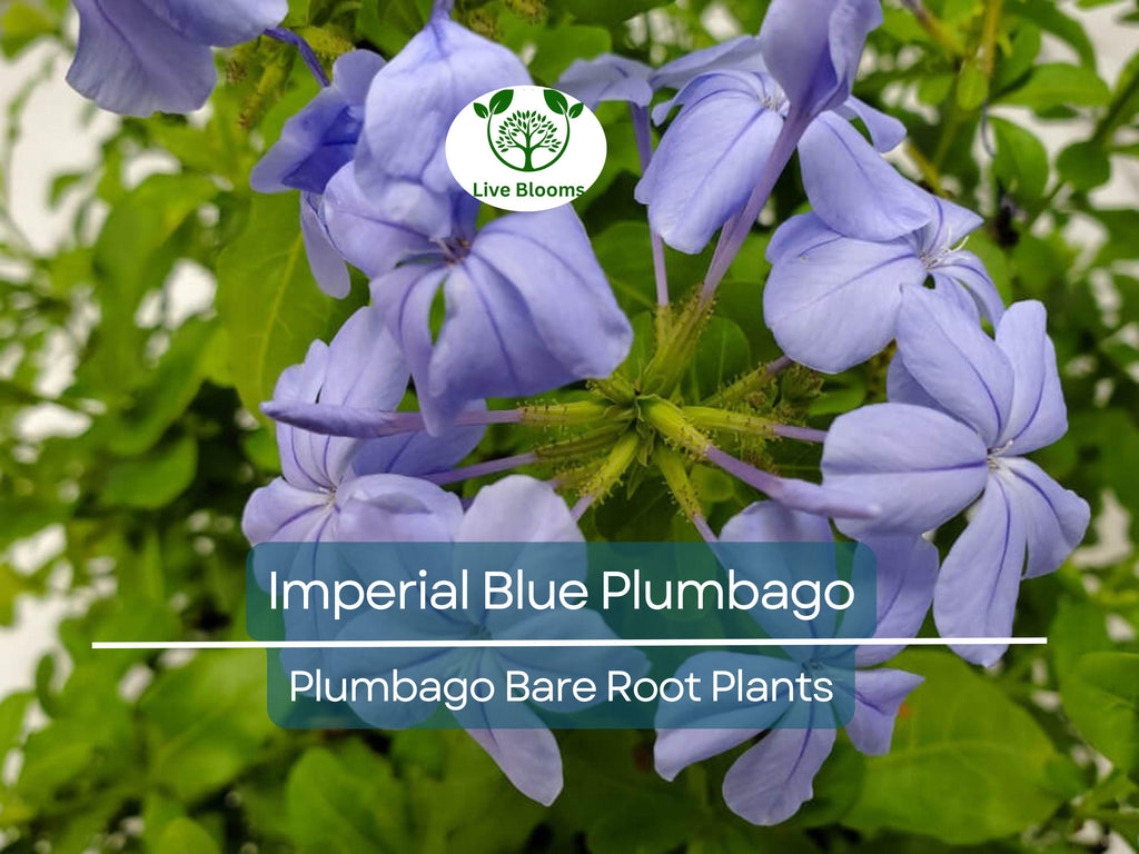 2 Imperial Blue Plumbago Plants – Live Bare Root Plugs 5” Tall – Fast-Growing Perennial with Brilliant Blue Blooms
