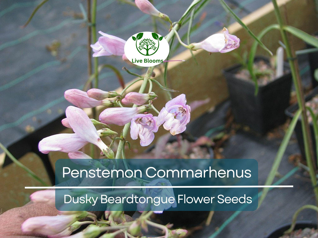 100 mg Seeds Penstemon Commarhenus (Dusky Beardtongue) for Planting | Native Perennial Wildflower for Pollinator Gardens & Meadows