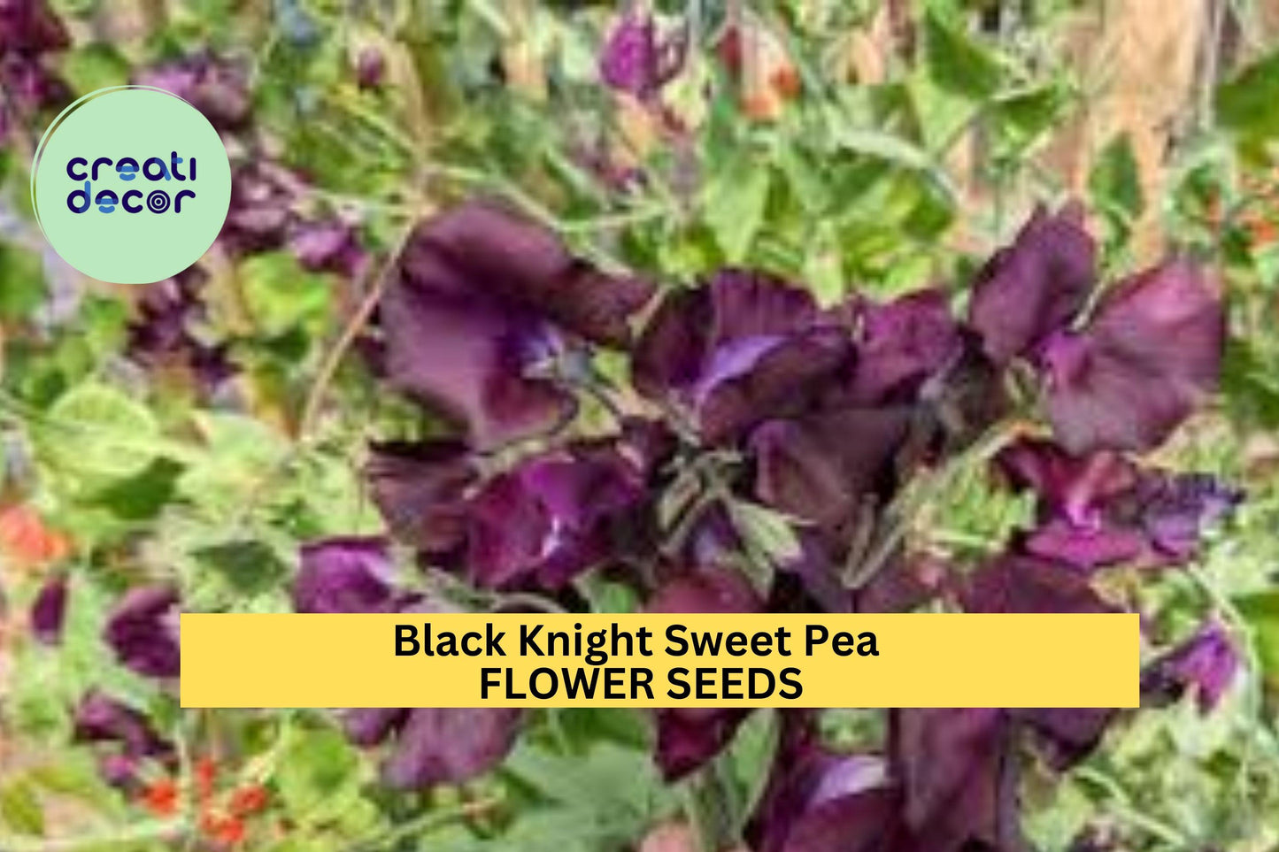 50+ Black Knight Sweet Pea Seeds – Deep Maroon Fragrant Blooms for Garden Planting, Climbing Vines for Trellises & Bouquets – USA