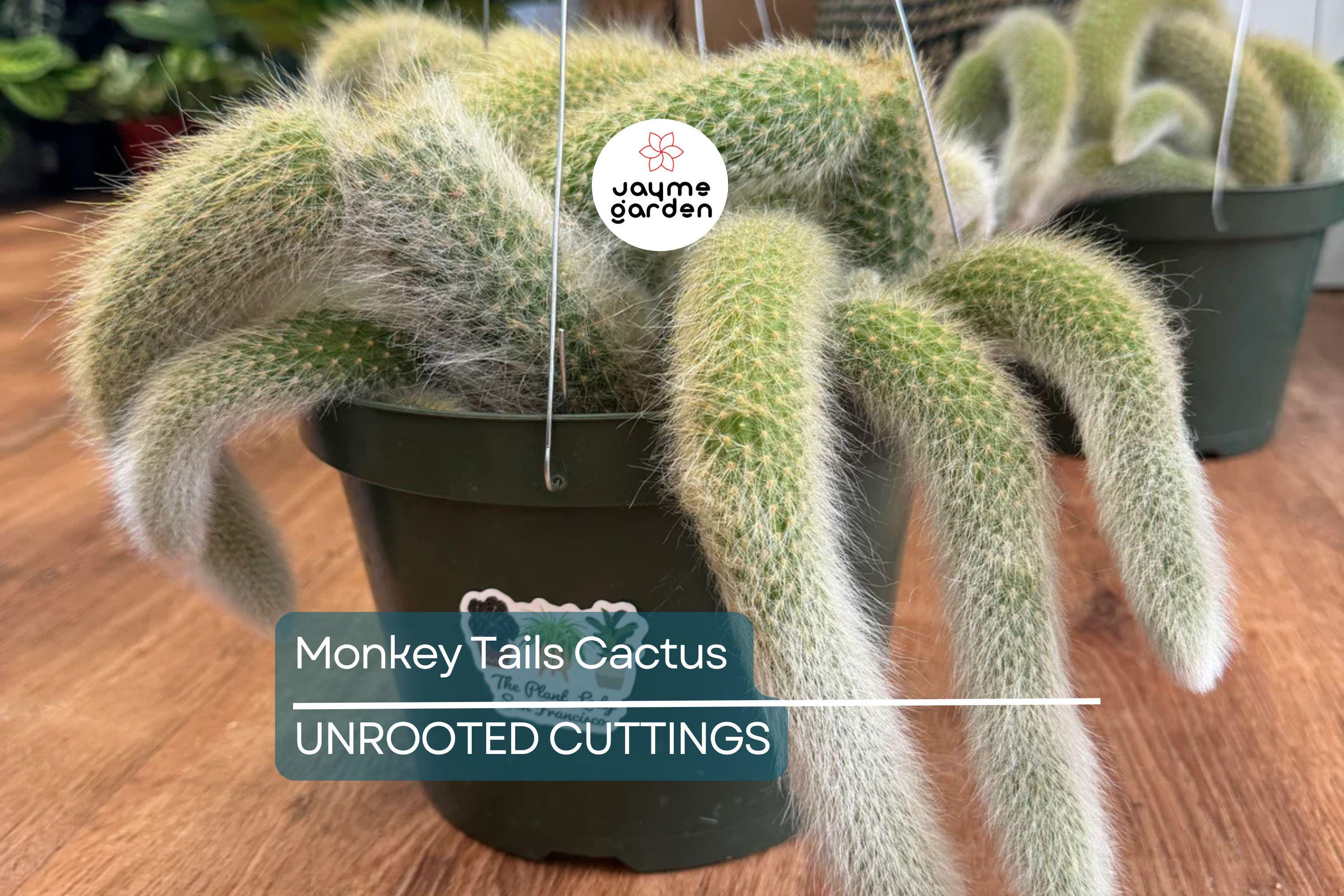Monkey Tails Cactus 5” Top Cutting – Unique and Rare Cactus for Your Collection