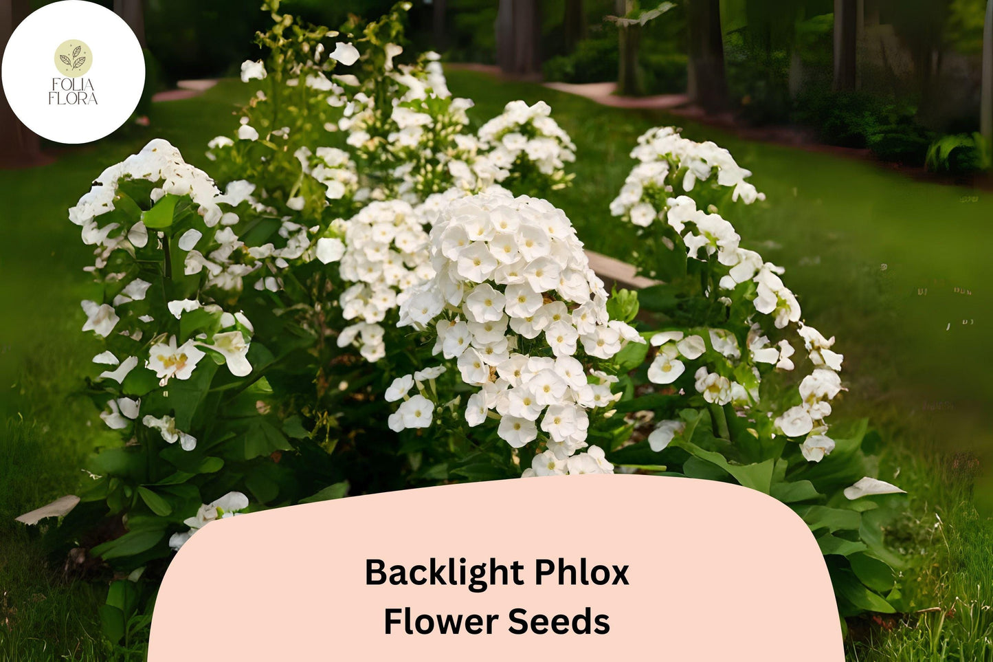 100+ Backlight Phlox Seeds for Garden Planting | Phlox paniculata | Perennial Flower Seeds | White Blooms with Lavender Glow
