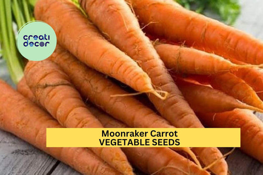 1000+ Moonraker Carrot Seeds – Tender White Roots for Garden Planting, Sweet Flavor & Smooth Texture, Ideal for Spring Crops – USA