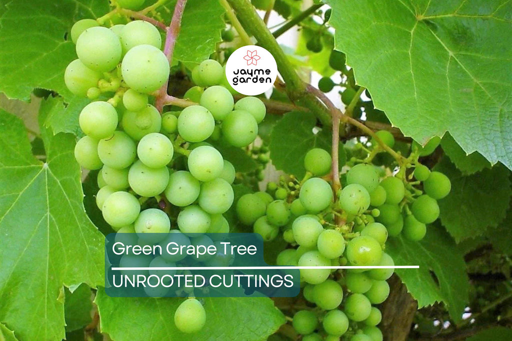 Green Grape Tree Cutting Vine with Pot – Live Sweet Seedless Small Fruit Plant, Perfect for Outdoor Gardens