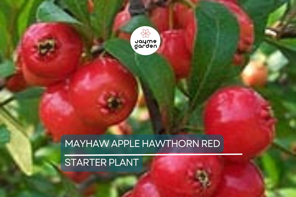 2 Live Mayhaw Trees 6" Seedlings - Heirloom Apple Hawthorn Fruit Tree - Crataegus aestivalis (USDA Zones 6-11)