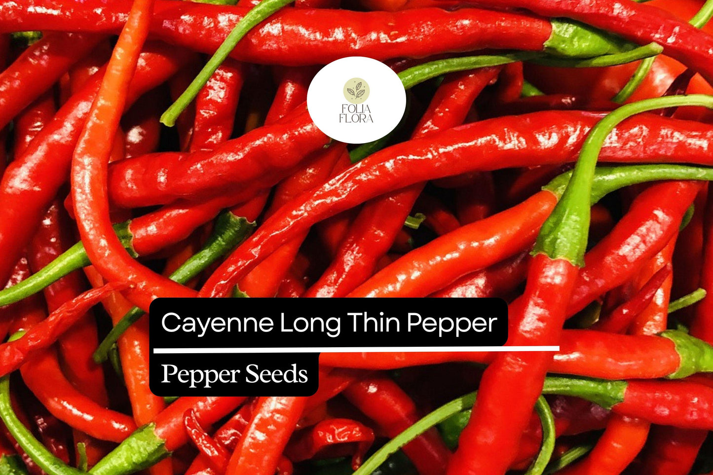 30 Seeds Cayenne Long Thin Pepper, Capsicum Annuum, Spicy Chili for Cooking and Drying
