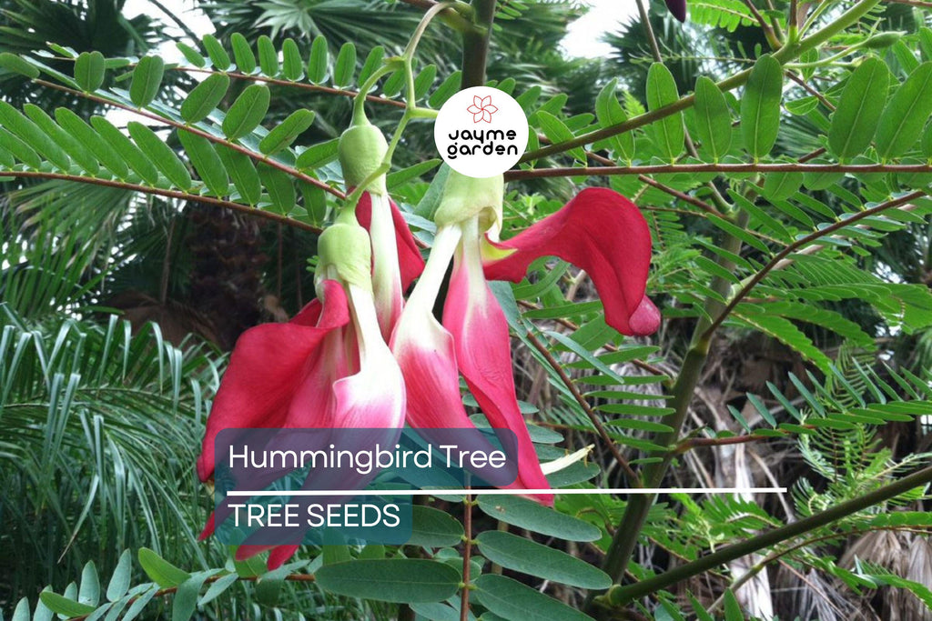 20 Hummingbird Tree Seeds (Sesbania grandiflora) "Agati" – Tropical 50 Ft Tree, Fast Growing & Rare Flowering Plant