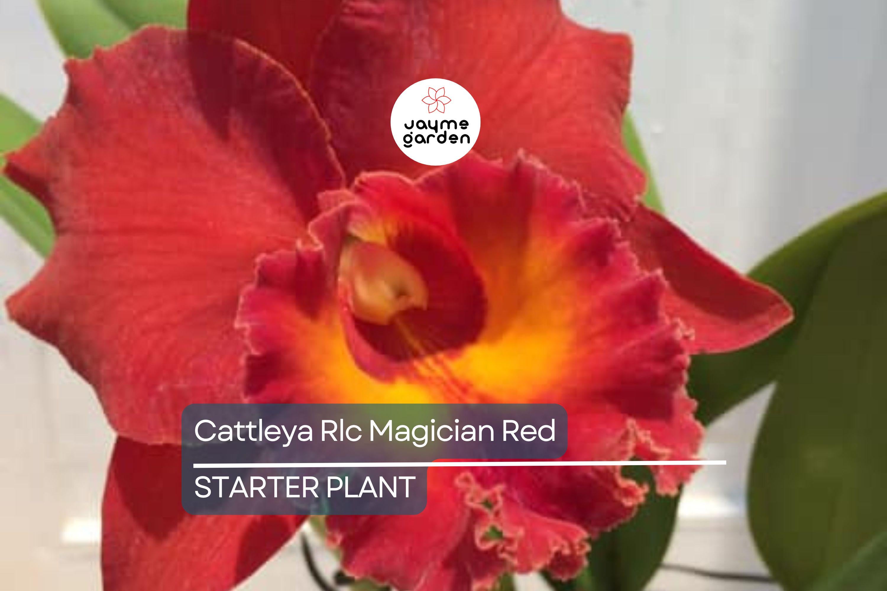 Cattleya Rlc Magician Red | Live Orchid Plant | Stunning Red Blooms | Tropical Seedling in 2B23 Pot | Indoor & Outdoor Beauty