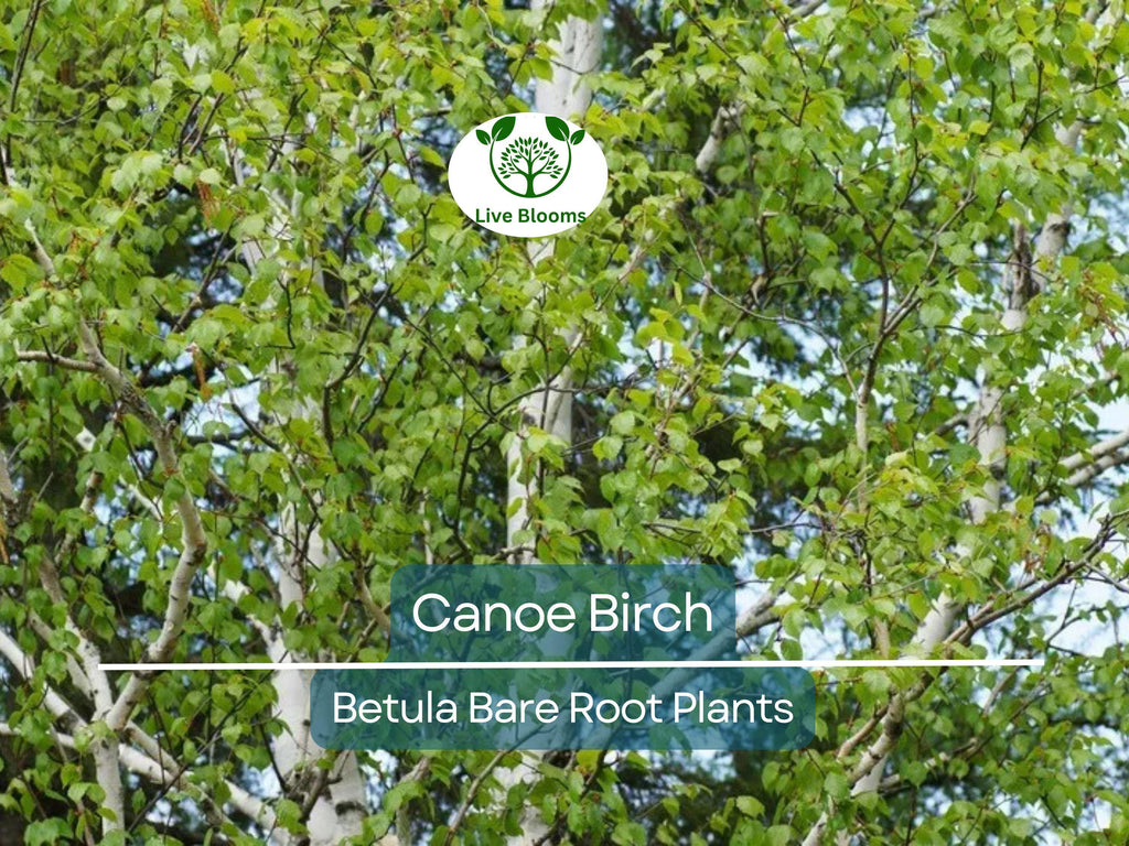 1 Canoe Birch Tree – Live Bare Root Plant – White Birch (Betula papyrifera) – Fast-Growing Shade Tree with Peeling Bark
