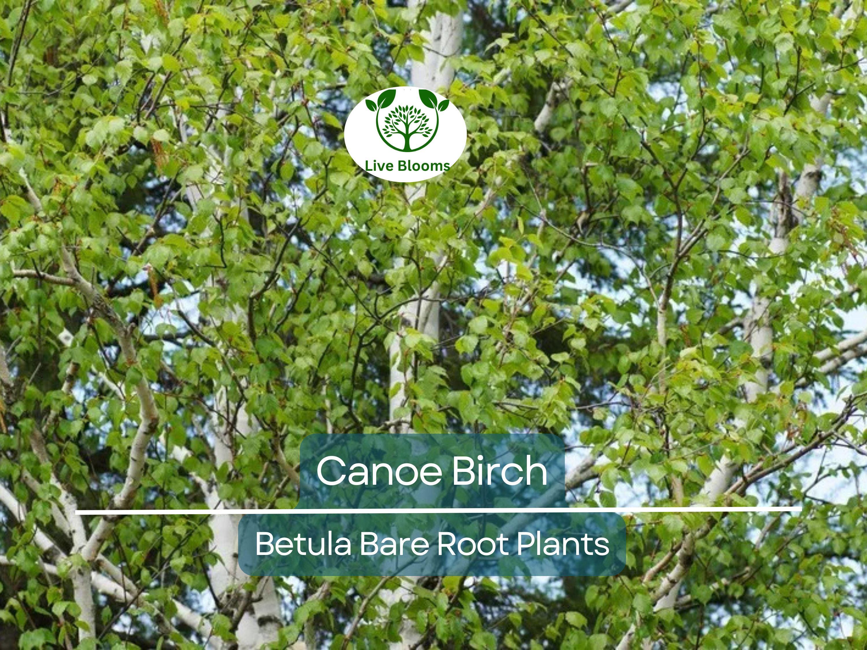 1 Canoe Birch Tree – Live Bare Root Plant – White Birch (Betula papyrifera) – Fast-Growing Shade Tree with Peeling Bark