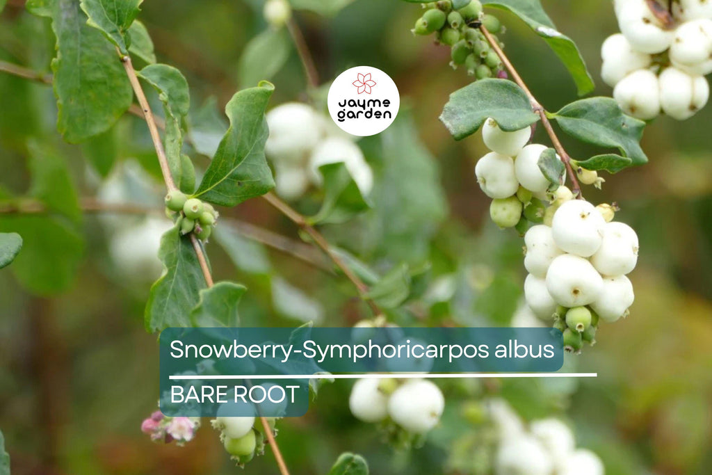 Snowberry Symphoricarpos Albus | 12-24" Tall Bare Root Plants | White Berries | Hardy Shrub for Wildlife | USDA Zones 3-7
