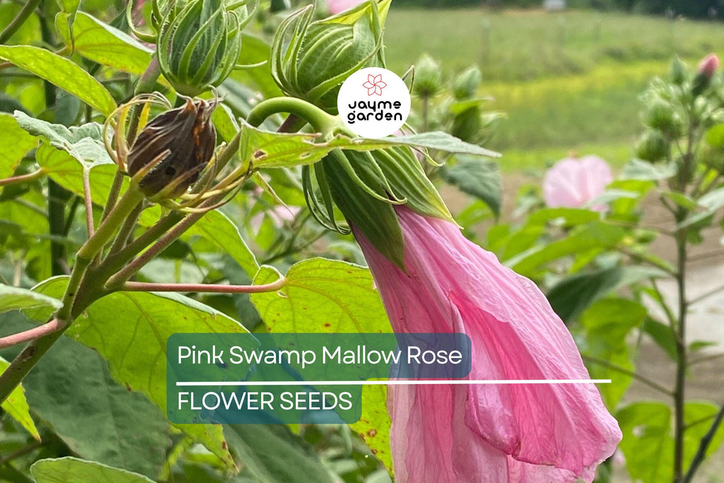 20 Pink Swamp Rose Mallow Seeds - Hardy Hibiscus (Hibiscus moscheutos) - 7 Ft Tall, Large 6-9" Flower