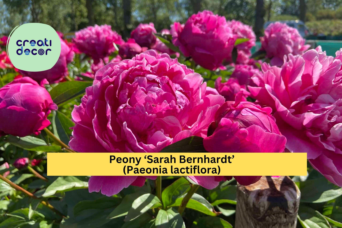 Sarah Bernhardt Peony Bare Root – Paeonia lactiflora – Pink Double Bloom Flowering Plant for Garden Borders or Cut Flower Beds