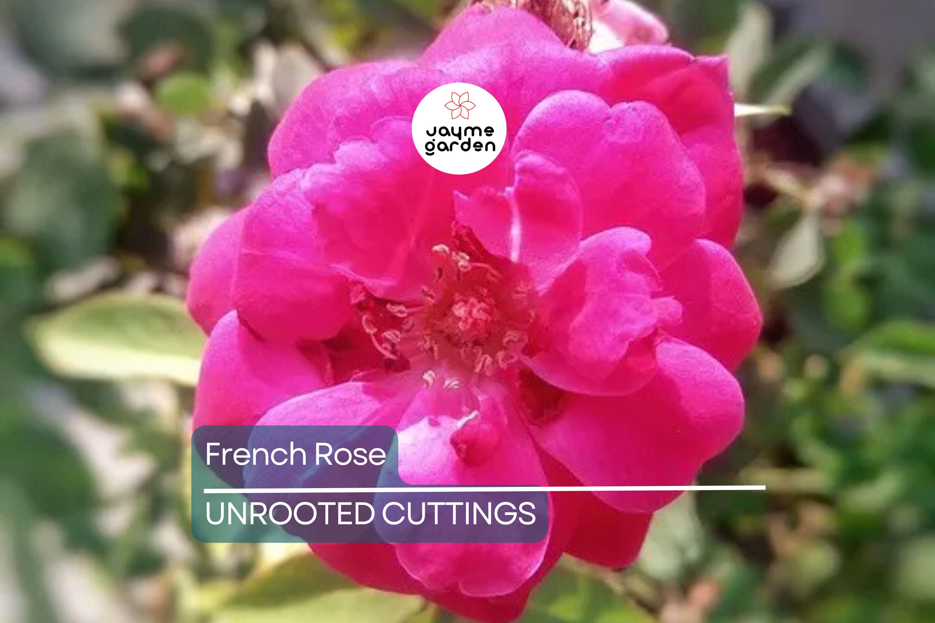 French Rose Cuttings (4) – Climbing Rose for Fences, Arches & Entryways, Elegant Victorian Garden Decor