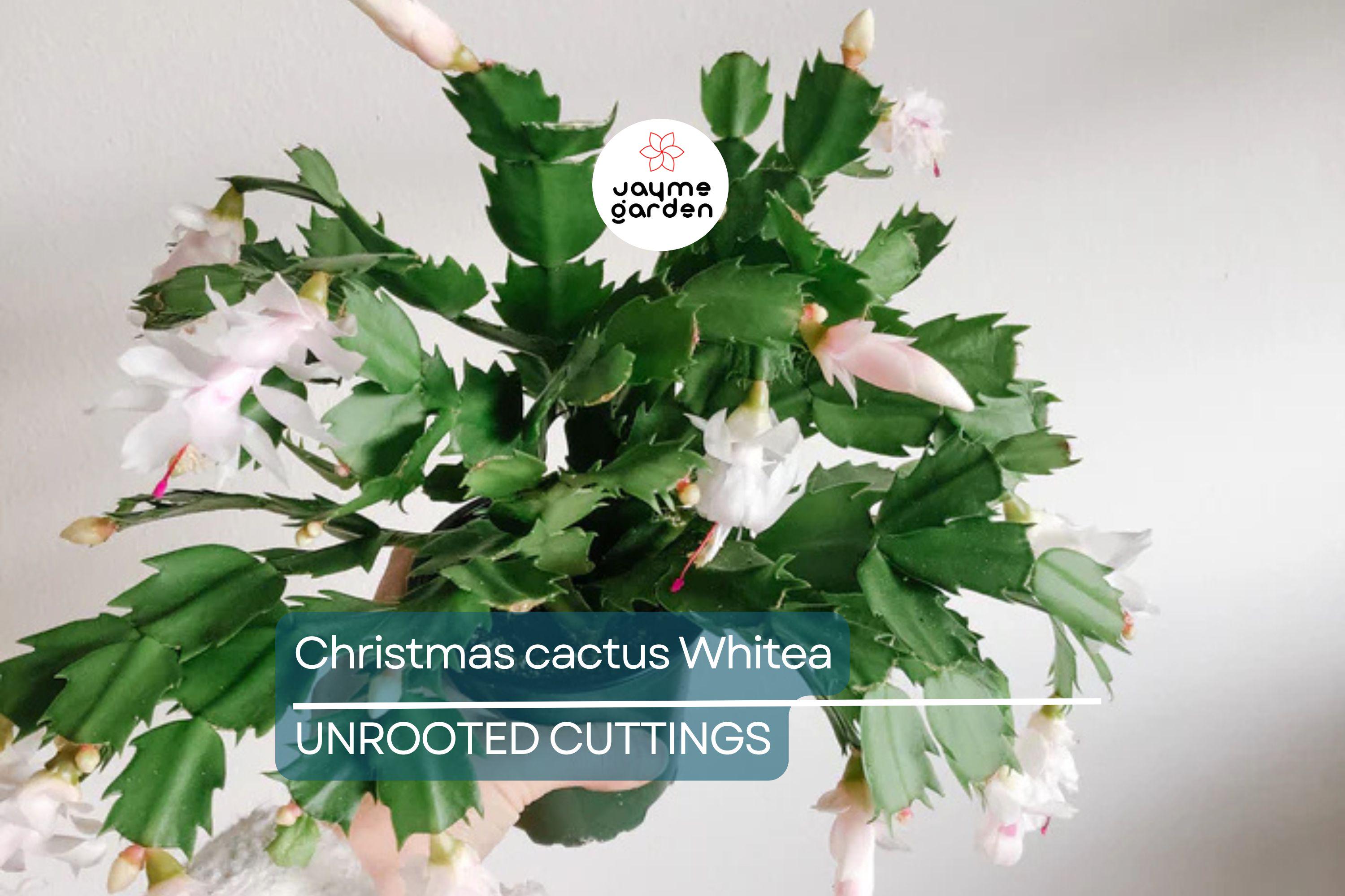 5 Christmas Cactus White Cuttings 4"-5" Unrooted | Easy-to-Propagate Holiday Cactus
