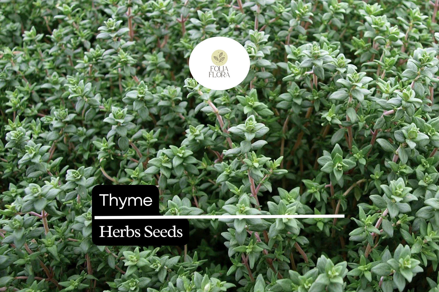 2200 Seeds Thyme (Thymus vulgaris) – Culinary Herb for Cooking, Seasoning, and Pollinator-Friendly Gardens