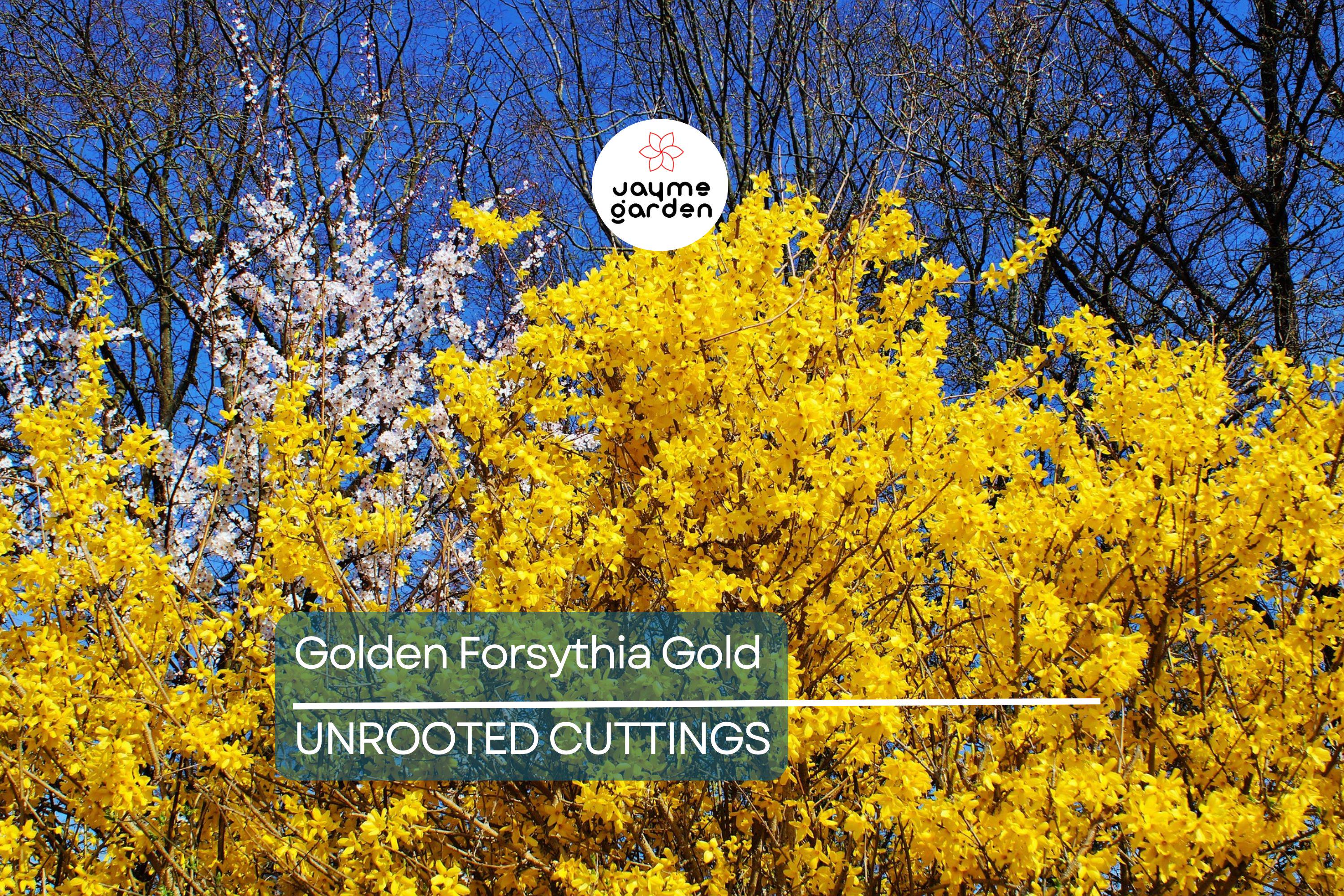 15 Golden Forsythia Gold Cuttings, Hardy Ornamental Bush, Privacy Hedge, Yellow Flowers