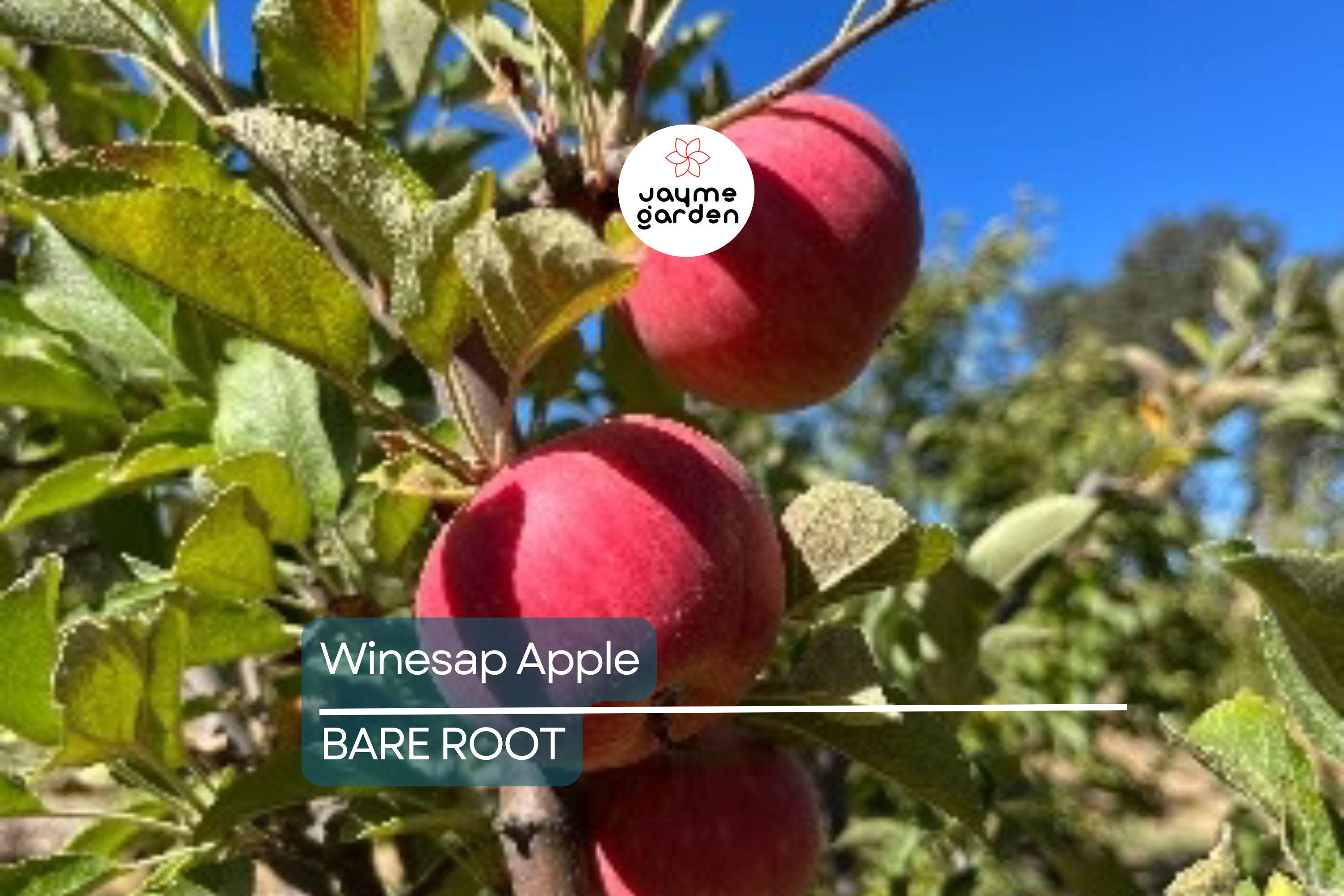 Live Winesap Apple Tree (2-3ft) | Sweet & Tart Fruit | Bare Root | Plant Now for Spring