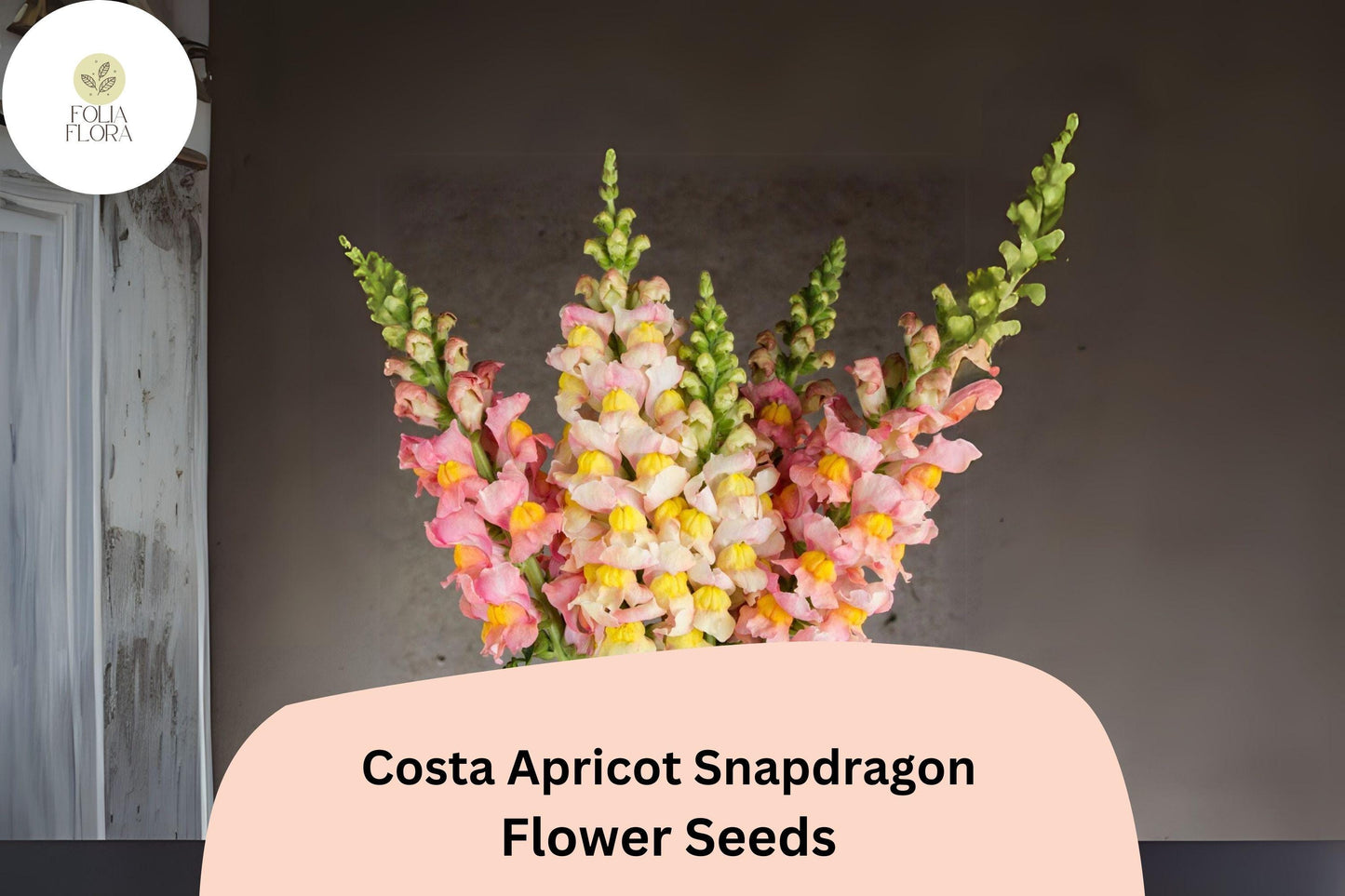 Costa Apricot Snapdragon Seeds (Antirrhinum majus) | 1000+ Seeds | Peachy-Orange Blooms for Garden & Cut Flower Arrangements
