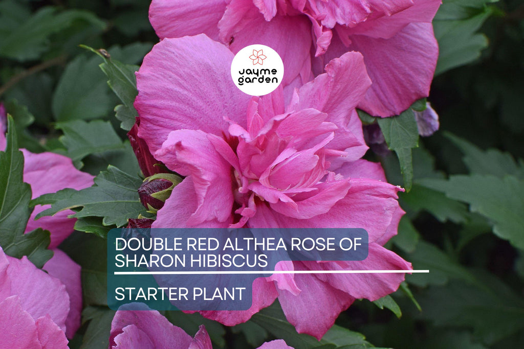 Live Double Red Althea Rose of Sharon Starter Plant | 1/2–1 ft. Bare Root Hibiscus | Fast-Growing, Low Maintenance