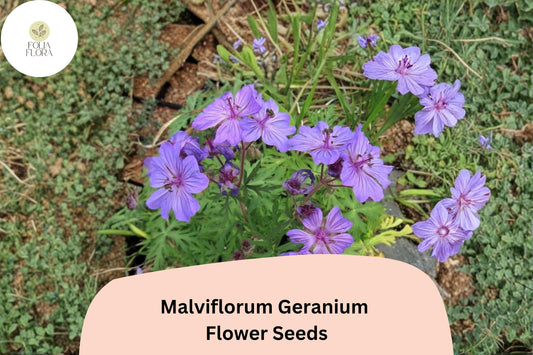 25+ Malviflorum Geranium Seeds for Garden Planting – Purple Flowers, Hardy Perennial