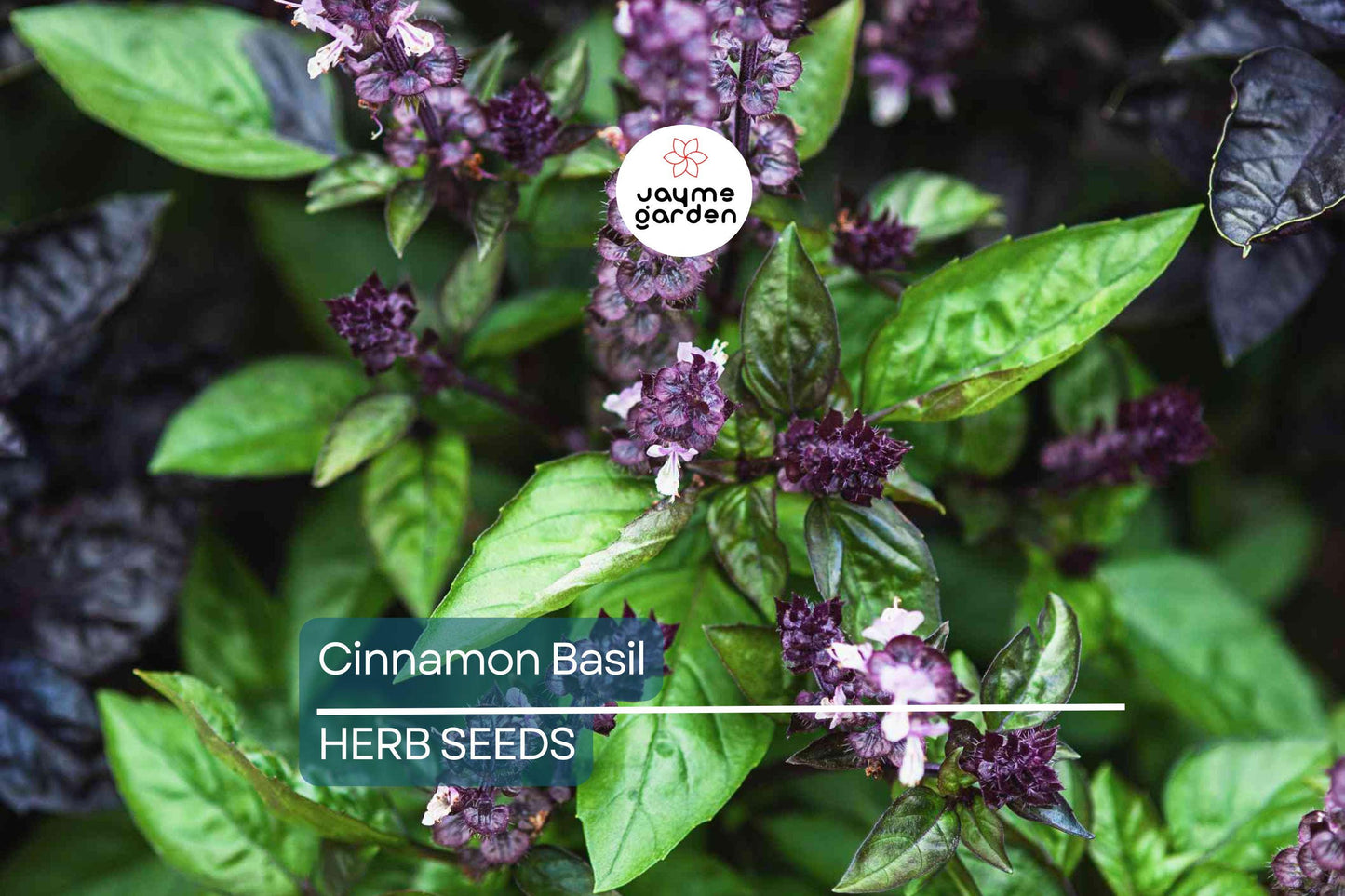 1000 Cinnamon Basil Seeds - Ocimum Basilicum, Herb, Non-GMO, Aromatic & Flavorful