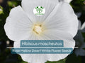 40 Seeds Rose Mallow Dwarf White (Hibiscus moscheutos) - Hardy Perennial, Compact Flowering Plant, Ideal for Gardens, Attracts Pollinators