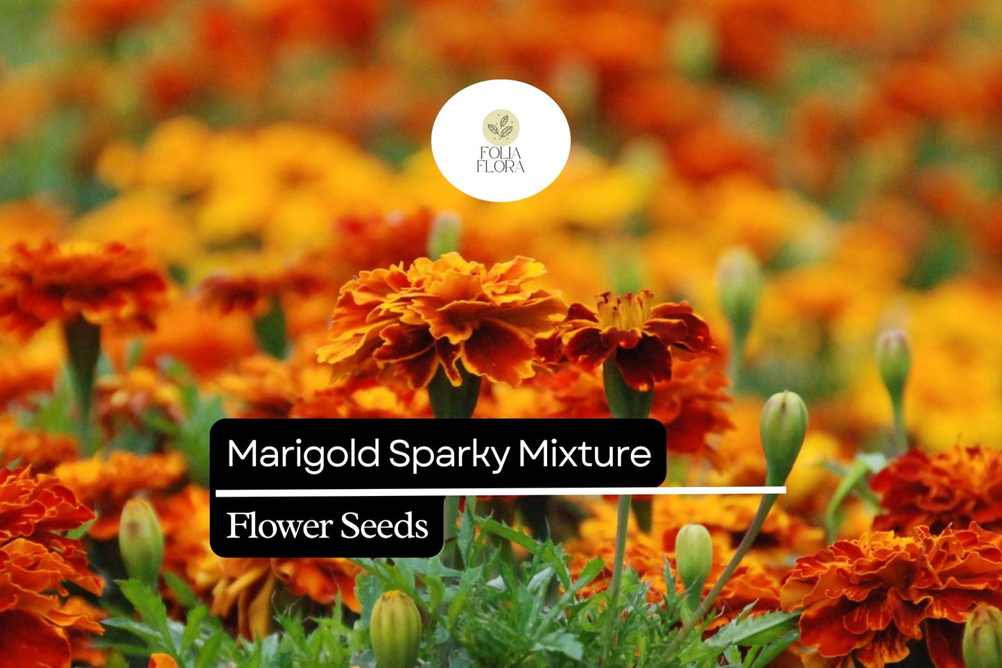 Sparky Mixture Marigold, Tagetes Patula, Vibrant French Marigold Blend for Gardens and Borders