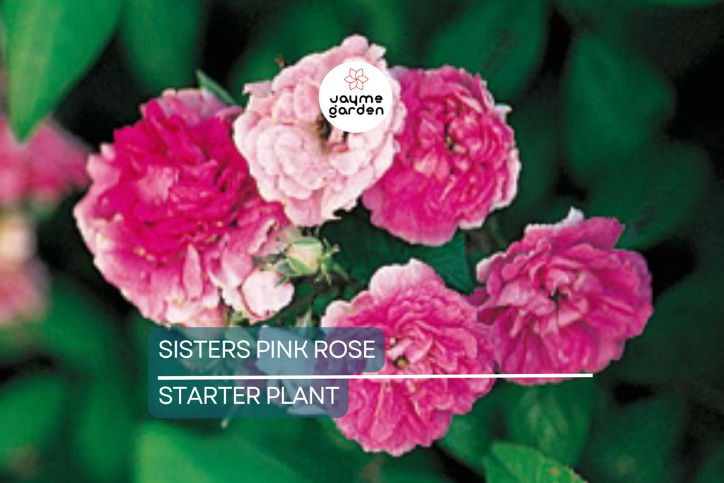 Live Heirloom 7 Sisters Pink Rose Bush | Climbing Multiflora Rambler | 3–6" Starter Plants | Bare Root Baby Roses