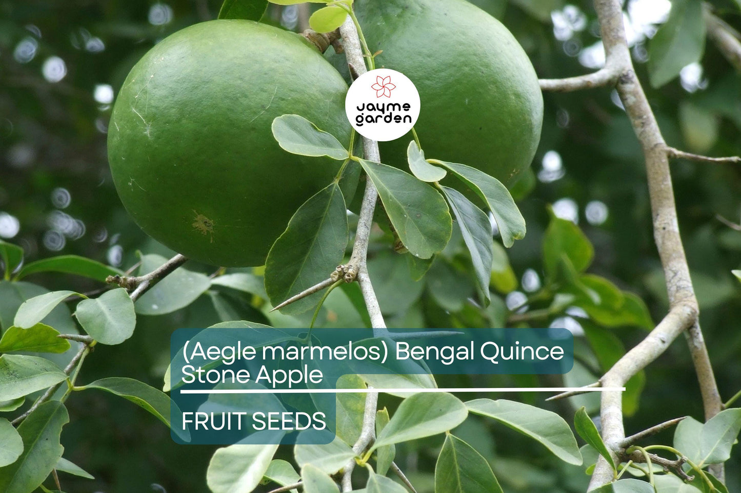 10 Bael Fruit Tree (Aegle marmelos) Seeds – Bengal Quince, Sacred Stone Apple, Rare!