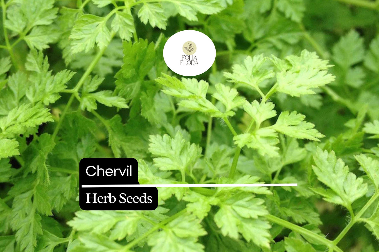 400 Seeds Chervil (Anthriscus cerefolium) – Aromatic Herb for Cooking and Garnishing