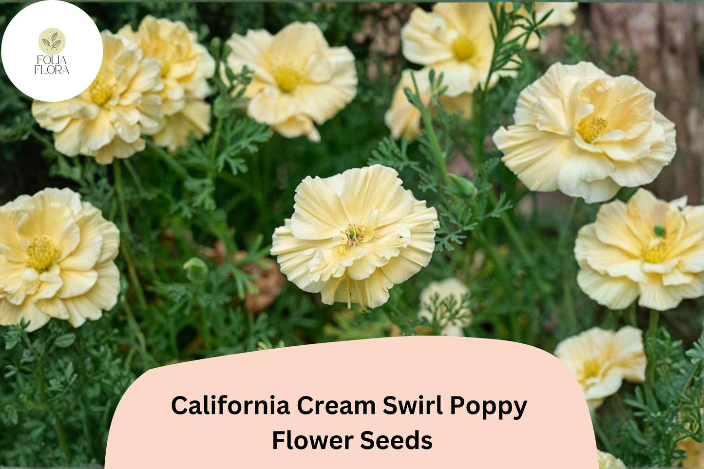 200+ California Cream Swirl Poppy Seeds | Eschscholzia californica | Creamy White & Yellow Blooms | Easy Wildflower Seeds