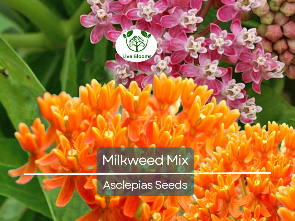 100 Seeds Milkweed Mix Deluxe, Perennials, Monarch Butterfly Host Plant, Non-GMO, Attracts Pollinators, Hardy Flowers for Gardens & Wildlife