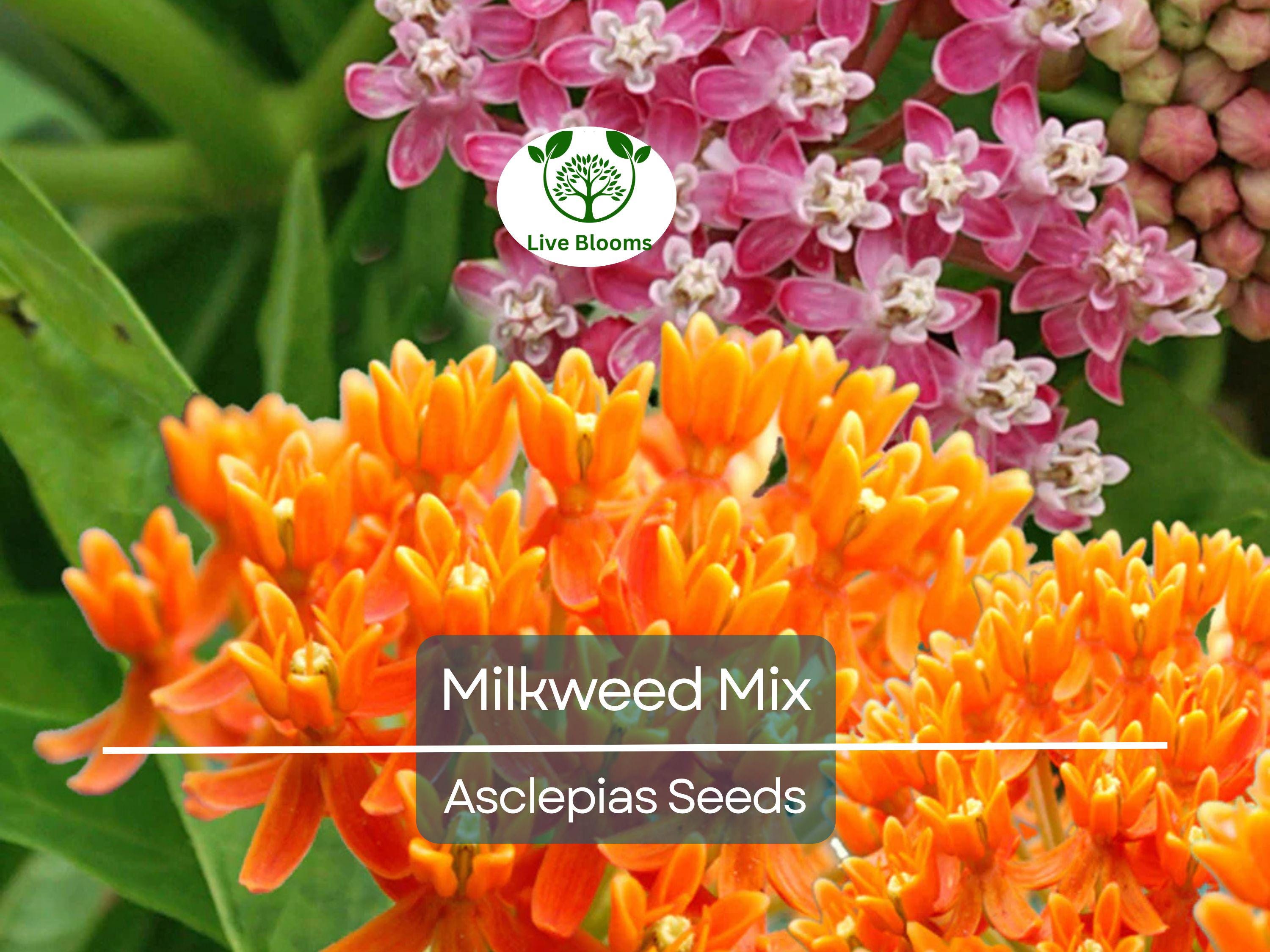 100 Seeds Milkweed Mix Deluxe, Perennials, Monarch Butterfly Host Plant, Non-GMO, Attracts Pollinators, Hardy Flowers for Gardens & Wildlife