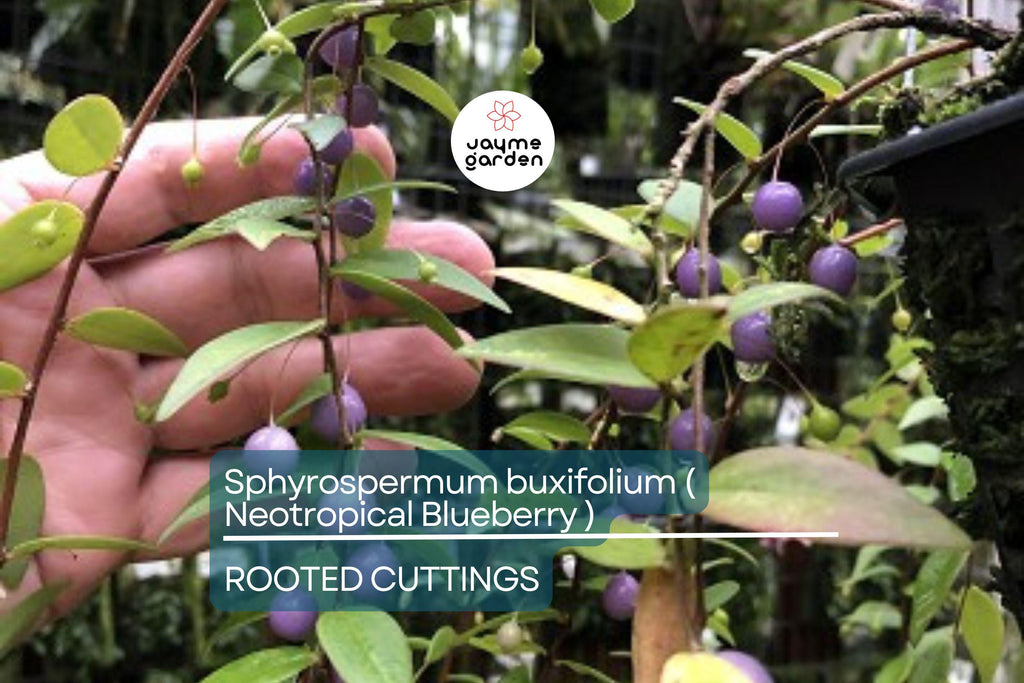 Neotropical Blueberry Sphyrospermum buxifolium Rooted Cuttings, Rare Tropical, Cool-Moderate Temp, Bright Shade, Moisture-Loving