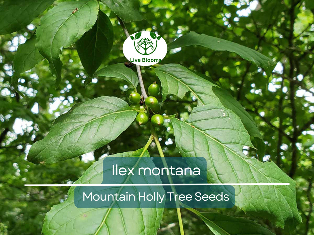 500 mg Seeds Ilex Montana - Mountain Holly for Planting | Native Shrub for Gardens, Wildlife, and Landscaping