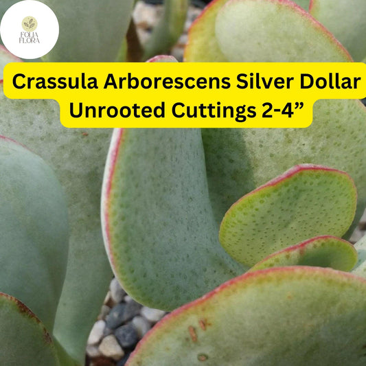 Crassula Arborescens ‘Silver Dollar’ | 3 Unrooted 2-4” Cuttings | Rare Blue-Green Succulent, Easy-Care, Unique Jade Plant