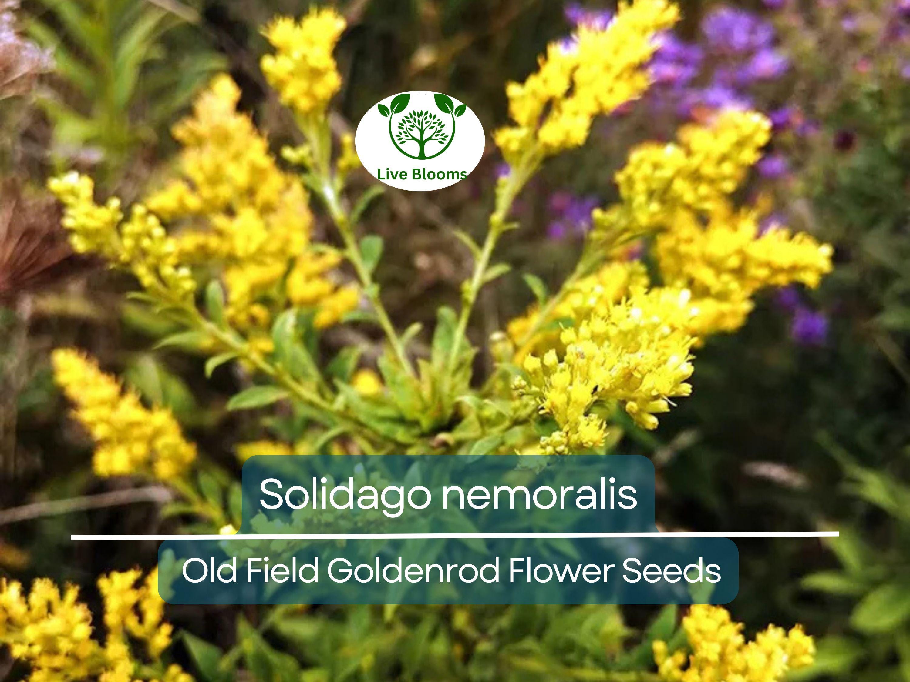 500 mg Seeds Solidago nemoralis (Old Field Goldenrod) for Planting, Native Perennial Wildflower for Pollinator Gardens & Natural Landscaping