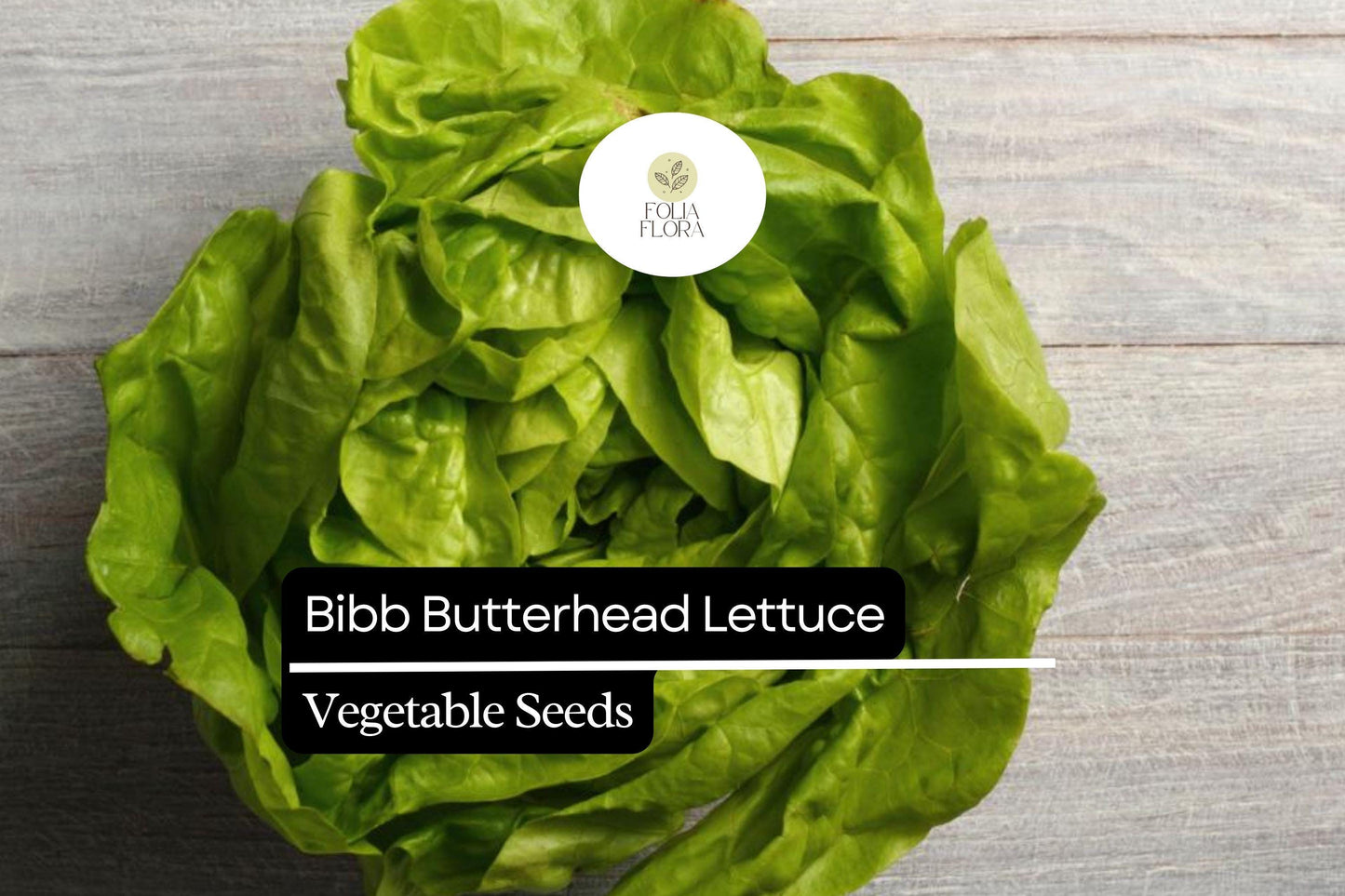 500 Seeds Bibb Lettuce - Lactuca sativa, Butterhead Lettuce Variety, Crisp and Tender, Perfect for Salads and Wraps