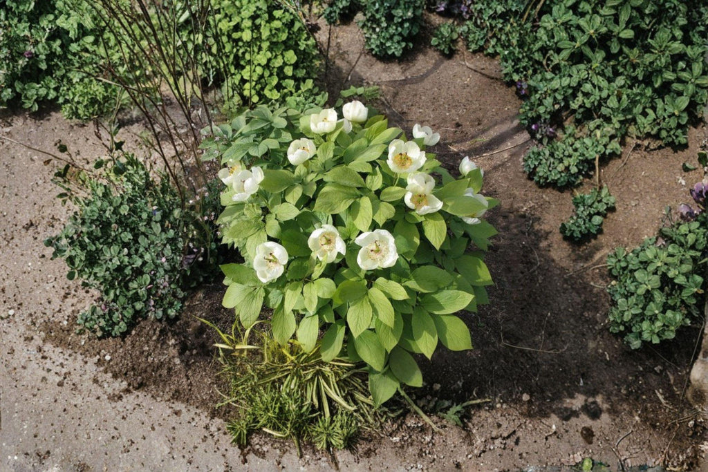 Paeonia japonica – Japanese Woodland Peony | 5 Seeds | Rare Shade-Loving Perennial | Elegant Spring Garden Flower
