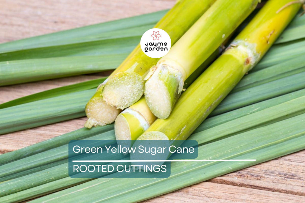 1 Rooted Green/Yellow Sugar Cane Plant - Organic Juicing & Chewing Sugarcane - Ready to Plant, Potted Live Plant