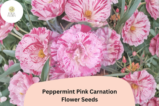 200+ Peppermint Pink Carnation Seeds for Garden Planting | Dianthus caryophyllus | Pink Blooms