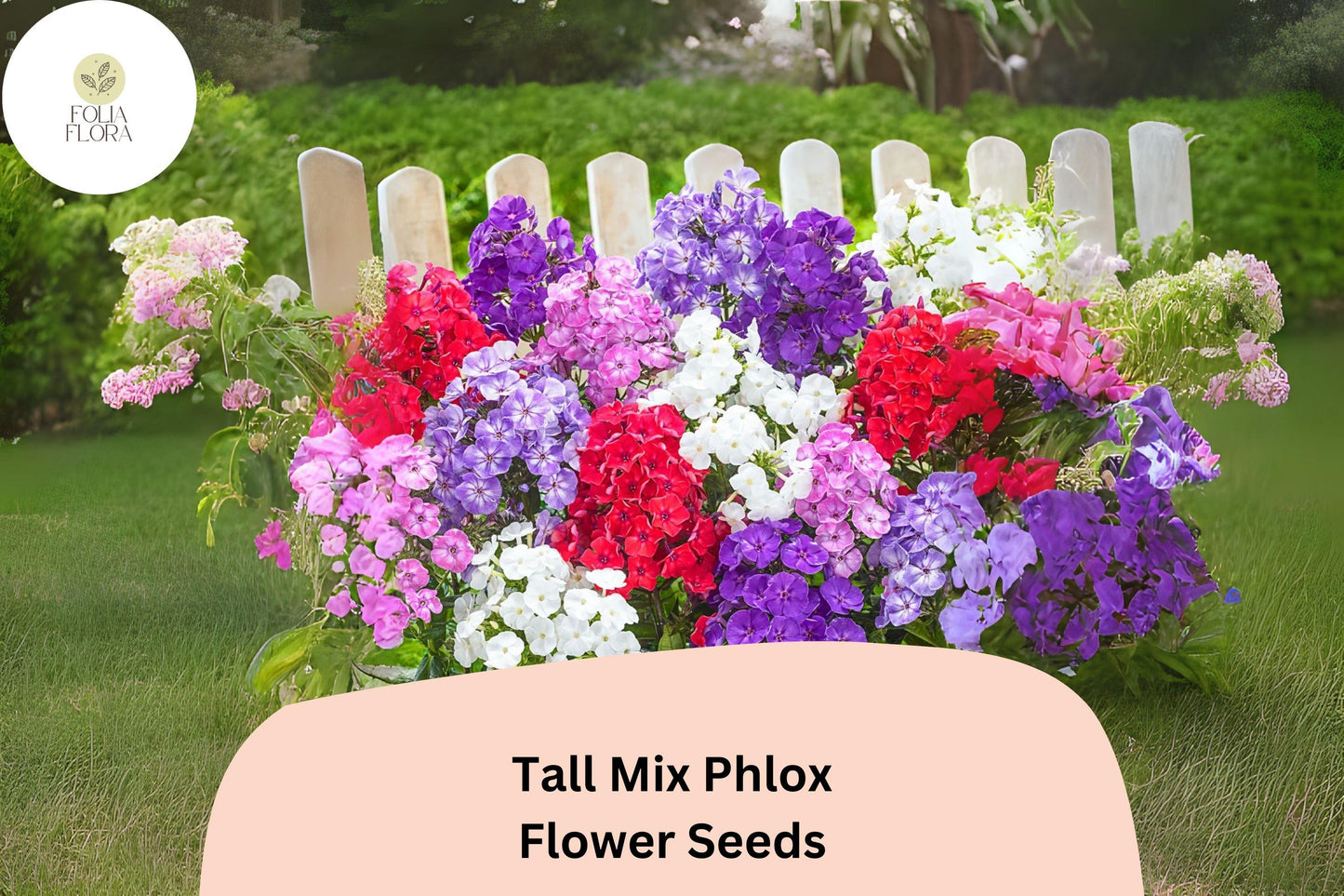 100+ Tall Mix Phlox Seeds – Perennial Garden Flowers, Phlox paniculata Blend